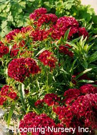 Dianthus barbatus 'Oeschberg'                     